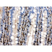HRP Conjugated anti-Mouse IgG Super Vision Assay Kit N-SV0001-2
