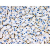 HRP Conjugated anti-Rabbit IgG Super Vision Assay Kit N-SV0002-1
