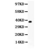 Anti-Fetuin A Picoband™ Antibody B-PB9242