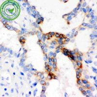HRP Conjugated anti-Goat IgG Super Vision Assay Kit N-SV0003-1