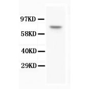 Anti-BAP1 Antibody (Monoclonal, 3C11)