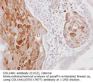 Anti-COL14A1 Rabbit Polyclonal Antibody